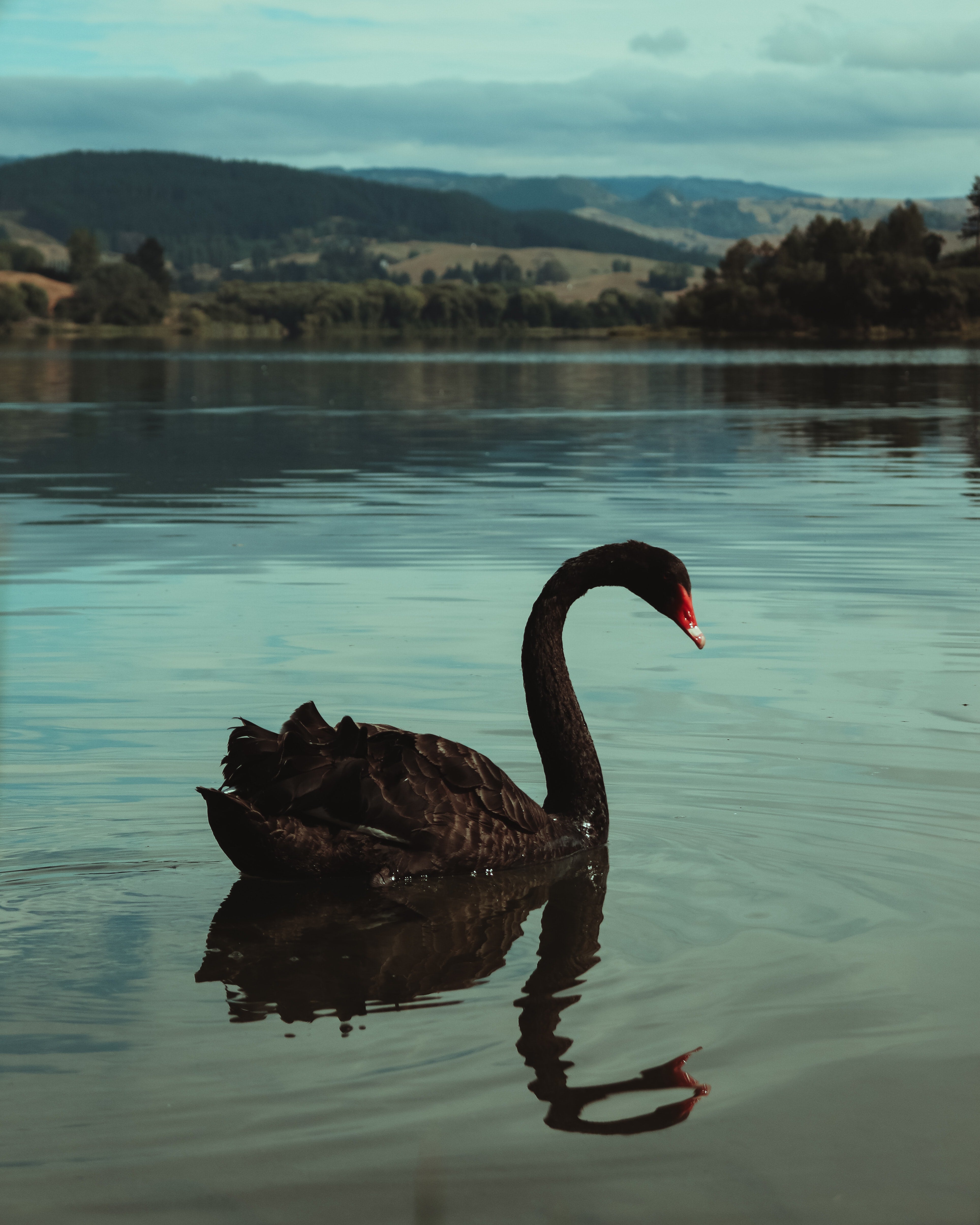 5 Career Insights from The Black Swan